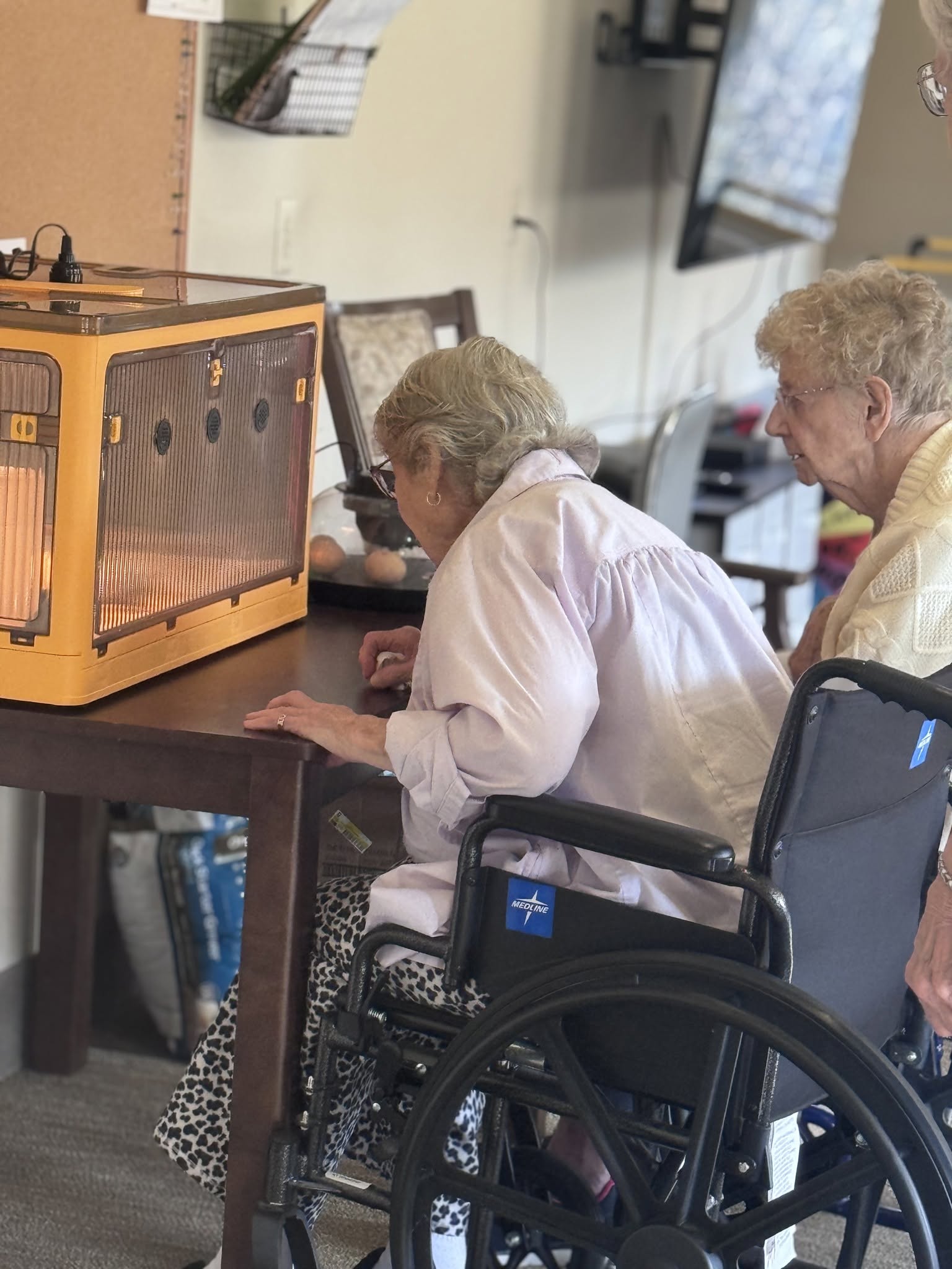 Chicks in Cambridge Home Again Living
